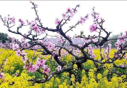 光明未来在线观看 第3张 光明未来在线观看 第3张